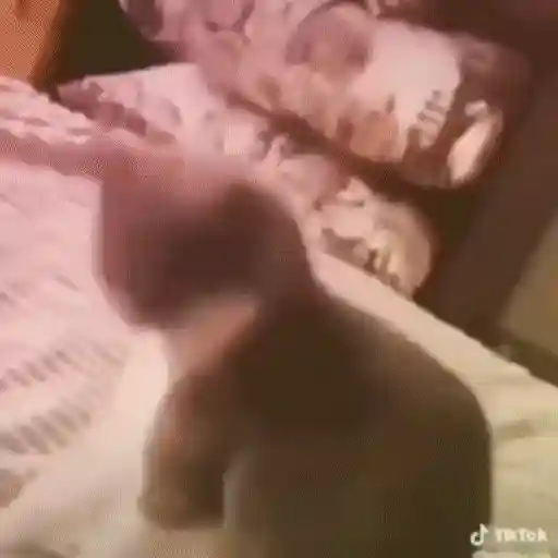 Party Cat