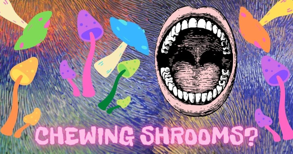 do you have to chew shrooms