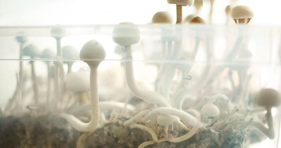 magic mushrooms spores