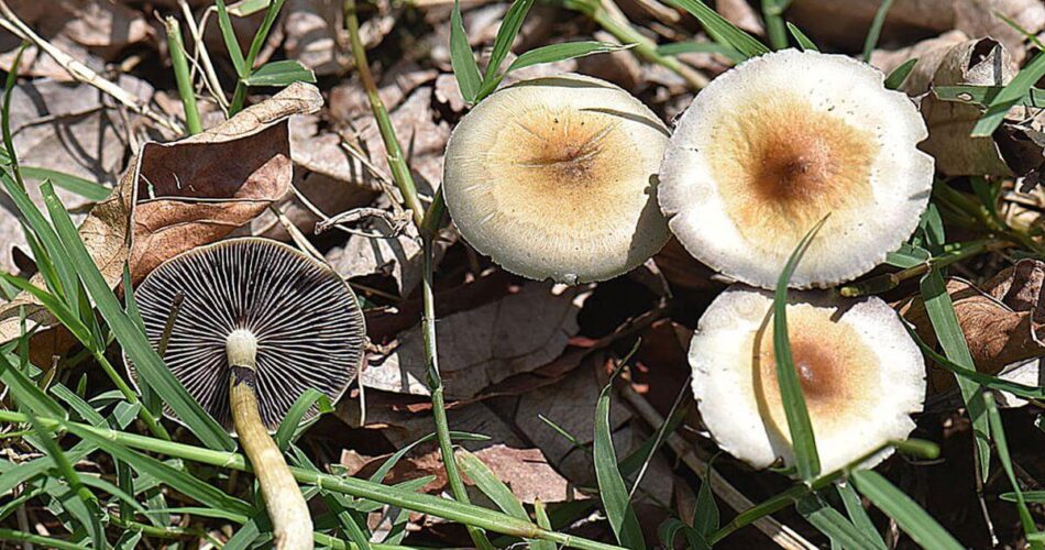 b+ mushrooms