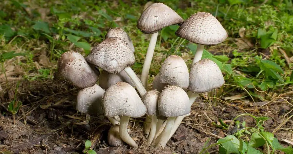 magic mushshrooms legal states