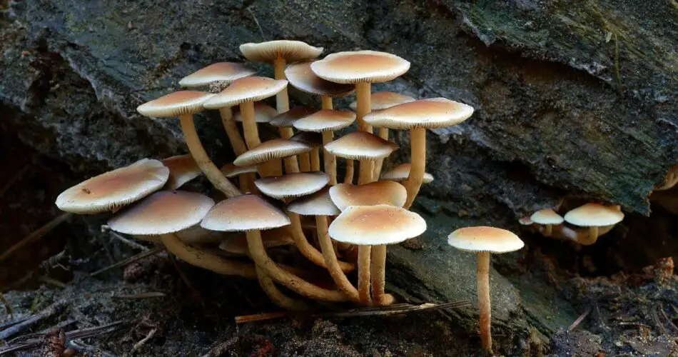orissa india mushrooms