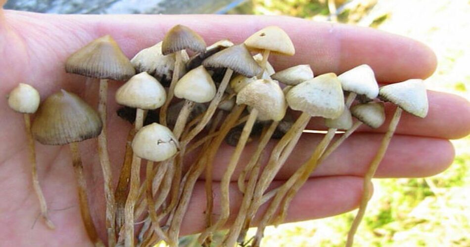 where are magic mushrooms legal
