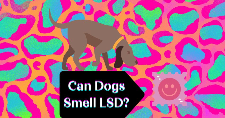 Can Dogs Smell LSD