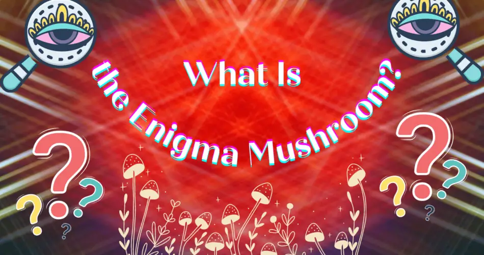 enigma mushroom enigma cubensis