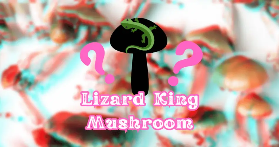 lizard king mushroom
