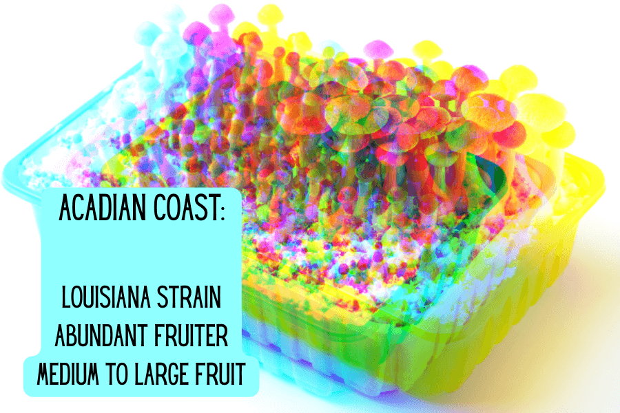 Acadian Coast:
- Louisiana strain
- abundant fruiter
- medium to large fruit