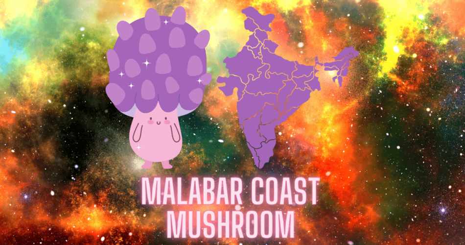 malabar coast mushroom