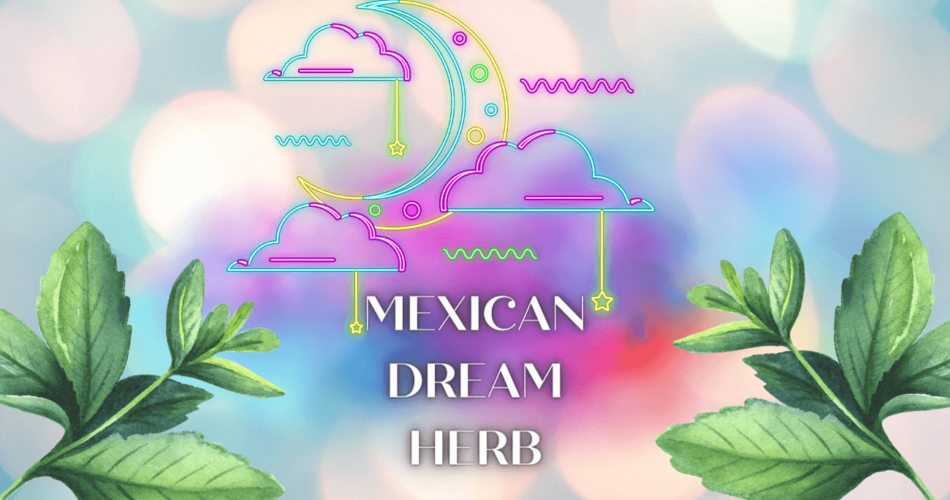 mexican dream herb