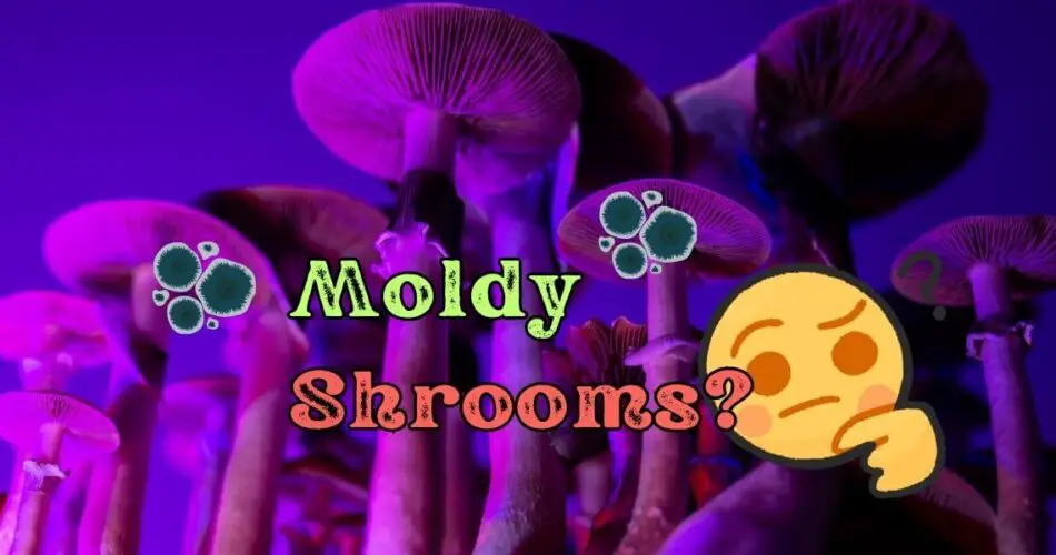 shrooms mold