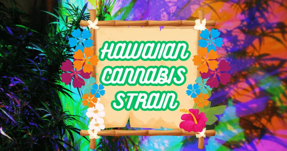 hawaiian strain