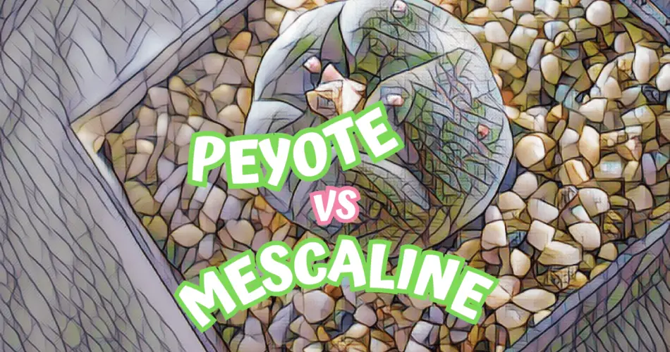 mescaline vs peyote