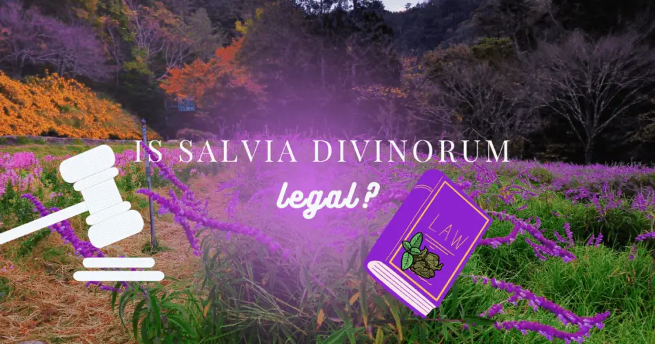 is salvia legal