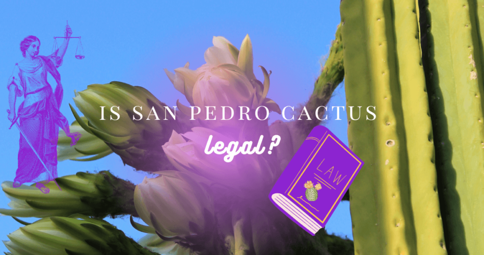 is san pedro cactus legal?