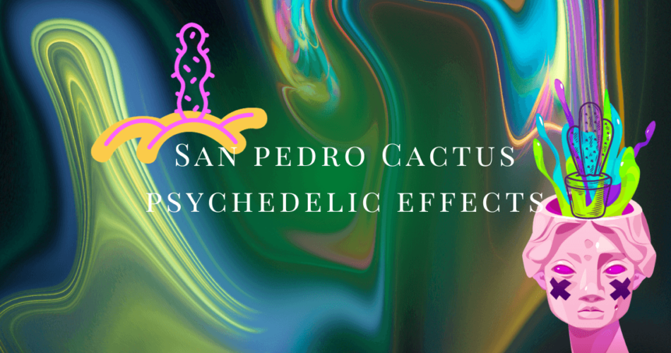 san pedro cactus psychedelic effects